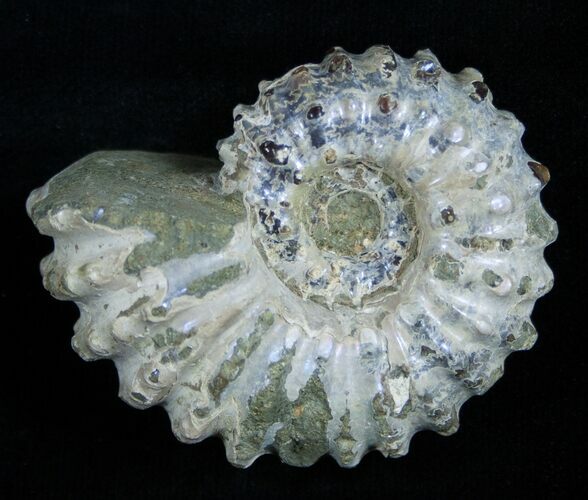 Inch Bumpy Douvilleiceras Ammonite #1971